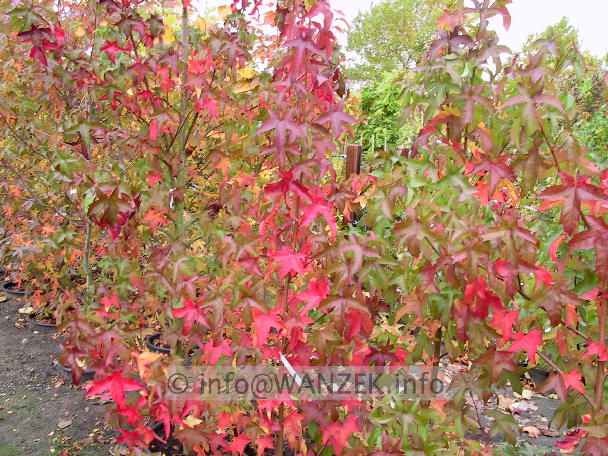 Liquidambar styraciflua Lane Roberts Herbst 003.JPG